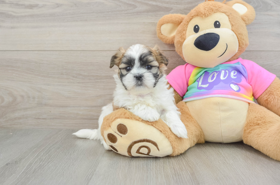 5 week old Teddy Bear Puppy For Sale - Lone Star Pups
