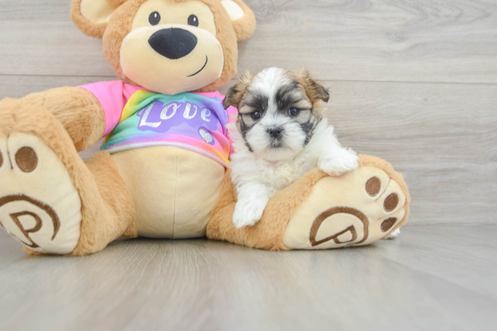 Teddy Bear Puppy for Adoption