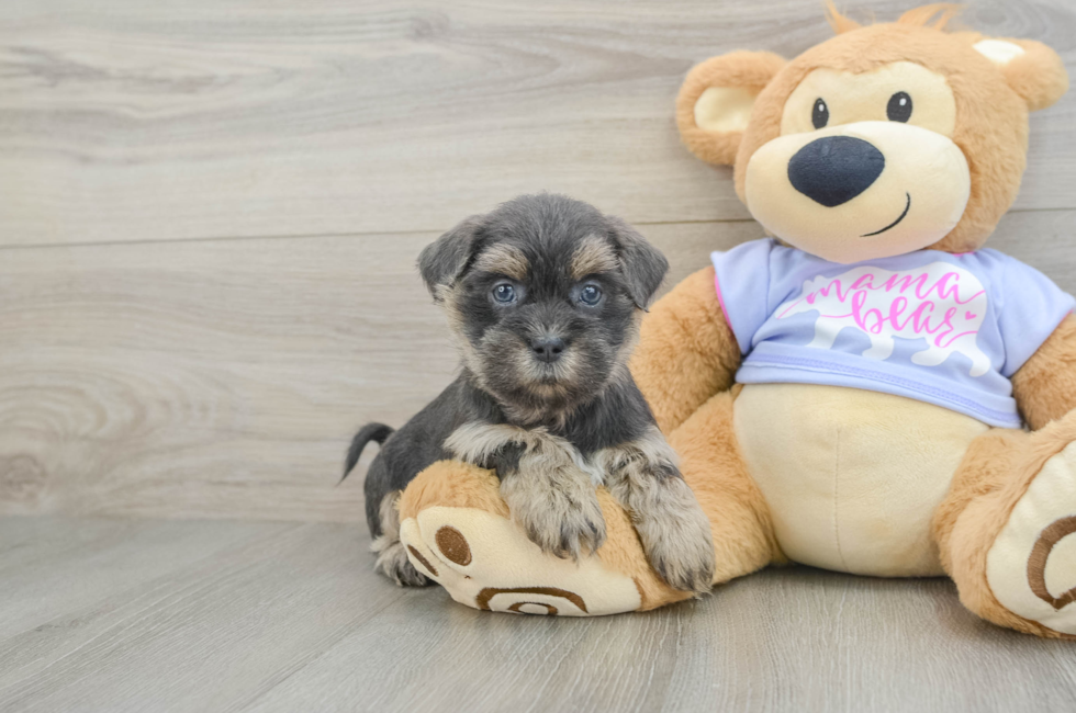 6 week old Teddy Bear Puppy For Sale - Lone Star Pups