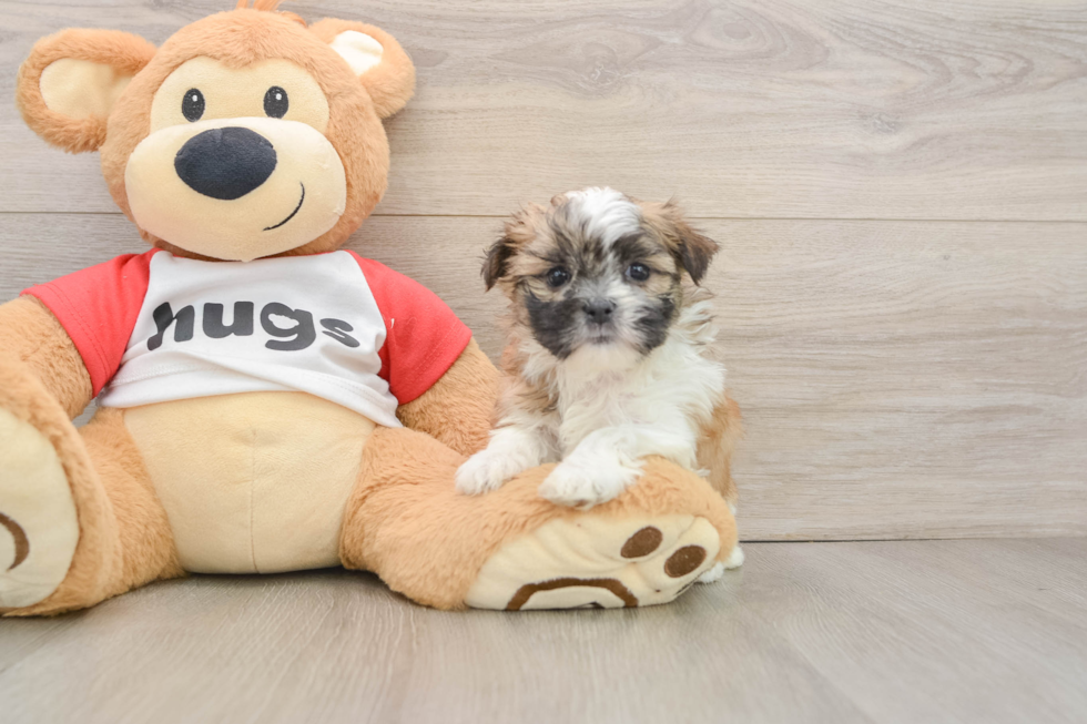 Popular Teddy Bear Designer Pup