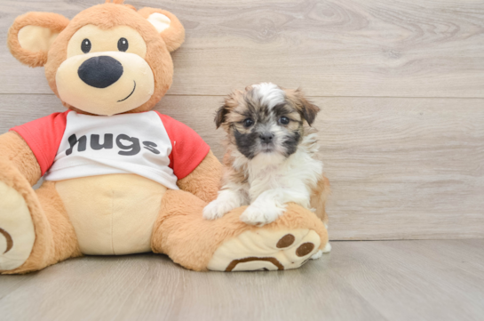 Popular Teddy Bear Designer Pup