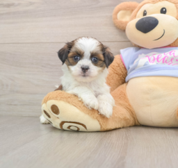 6 week old Teddy Bear Puppy For Sale - Lone Star Pups