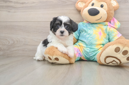BECKY, a Teddy Bear littermate