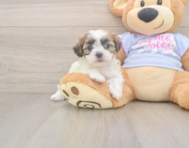8 week old Teddy Bear Puppy For Sale - Lone Star Pups