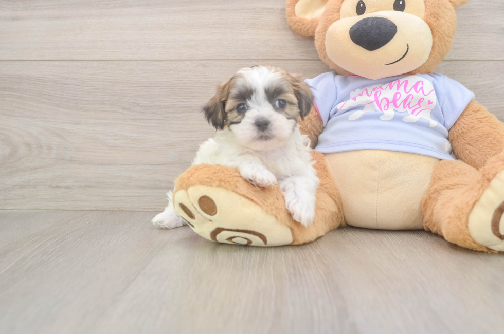 7 week old Teddy Bear Puppy For Sale - Lone Star Pups