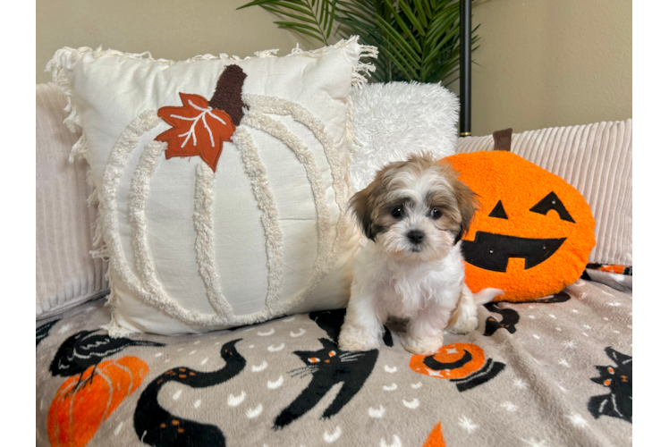 Cute Teddy Bear Designer Pup