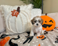 9 week old Teddy Bear Puppy For Sale - Lone Star Pups
