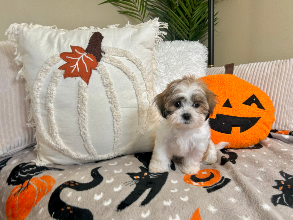 Cute Teddy Bear Designer Pup