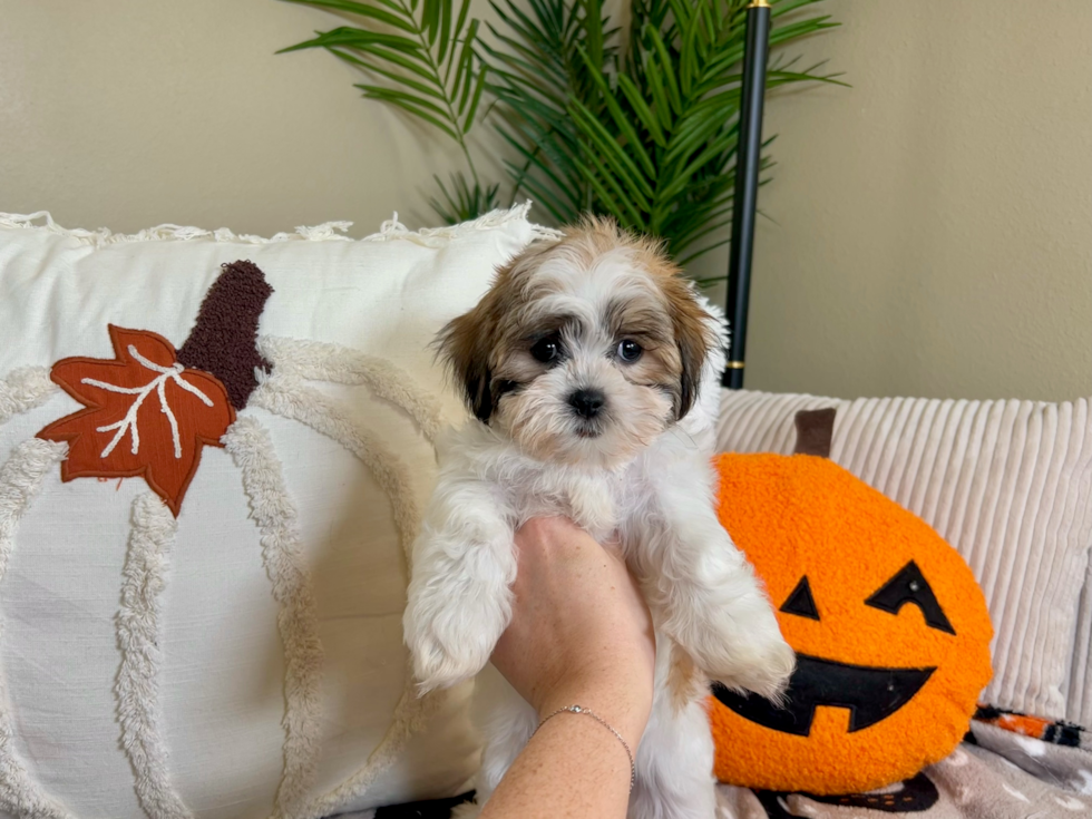 Teddy Bear Pup Being Cute
