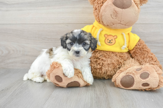 Smart Teddy Bear Designer Pup
