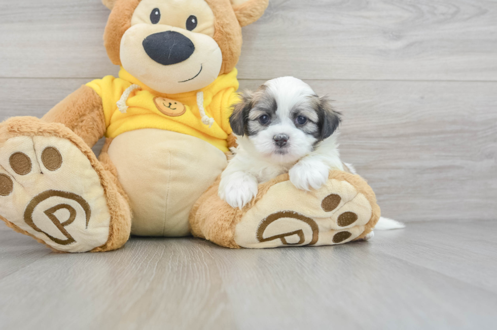 6 week old Teddy Bear Puppy For Sale - Lone Star Pups