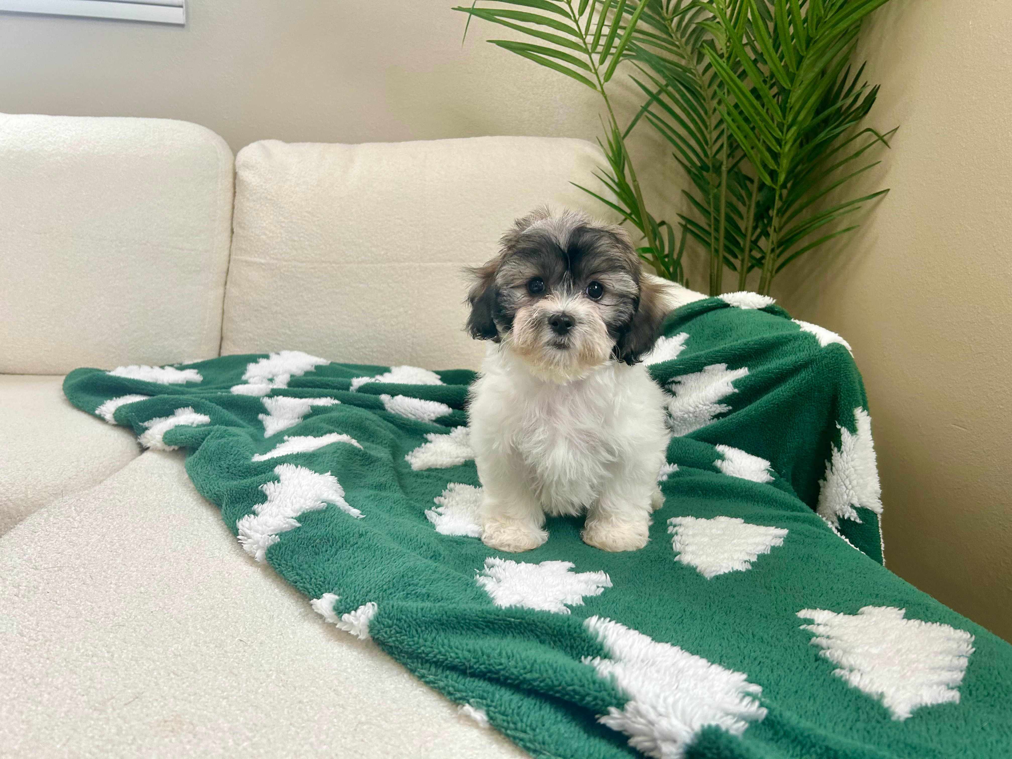 Teddy Bear Pup Being Cute