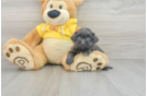 Teddy Bear Puppy for Adoption