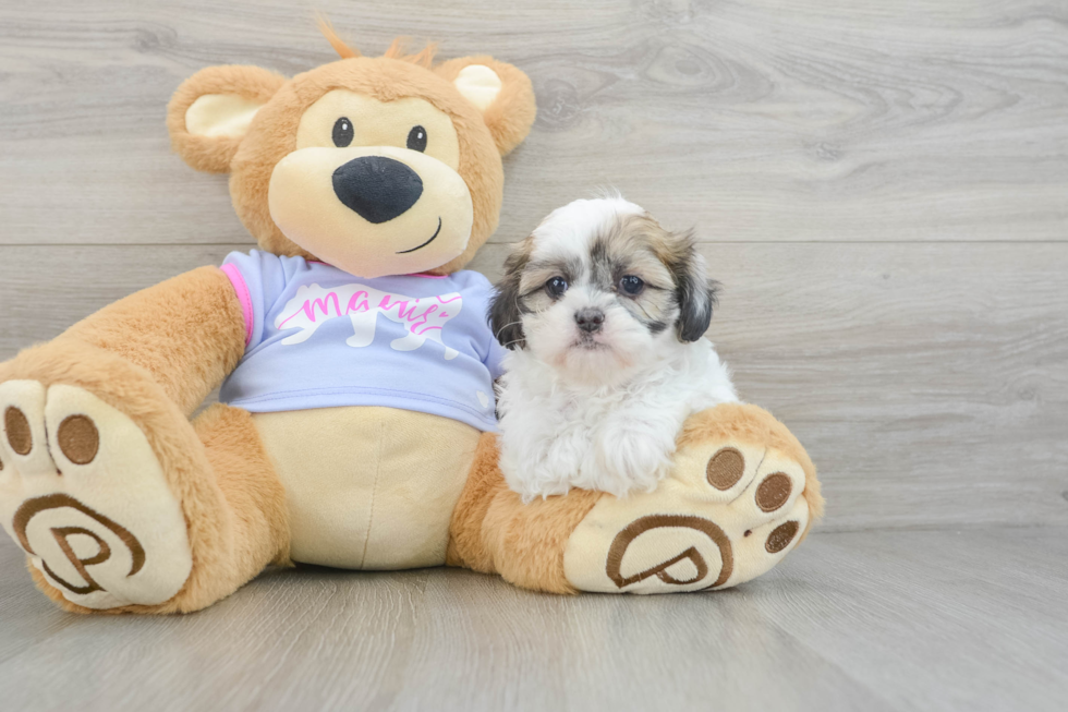 Smart Teddy Bear Designer Pup