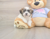 7 week old Teddy Bear Puppy For Sale - Lone Star Pups