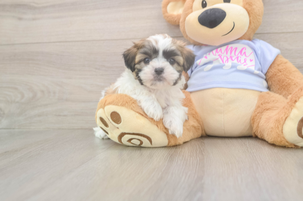 7 week old Teddy Bear Puppy For Sale - Lone Star Pups