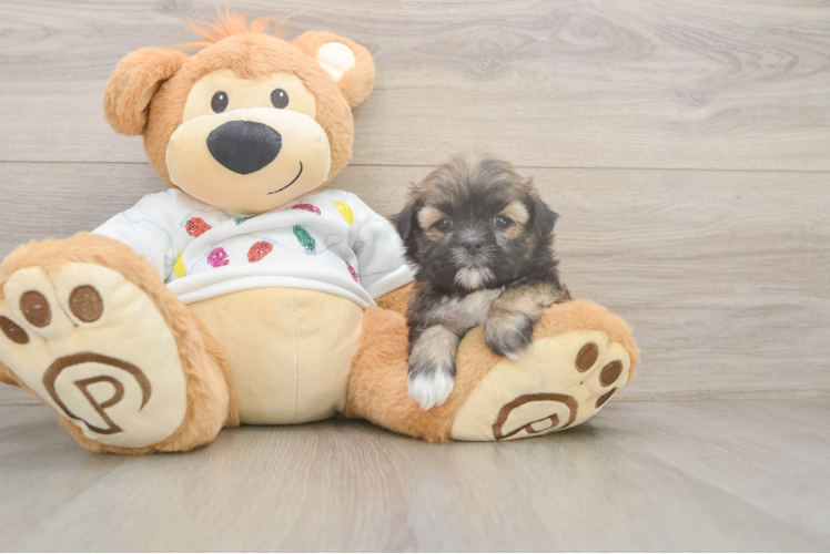 Teddy Bear Pup Being Cute