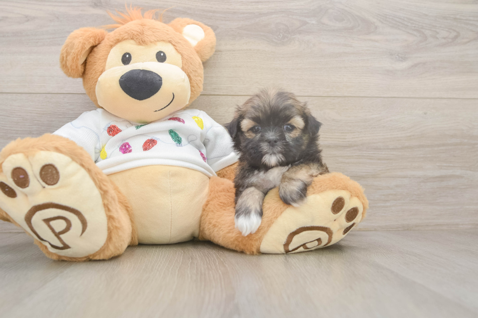 Teddy Bear Pup Being Cute