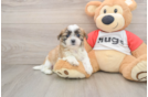 Teddy Bear Puppy for Adoption