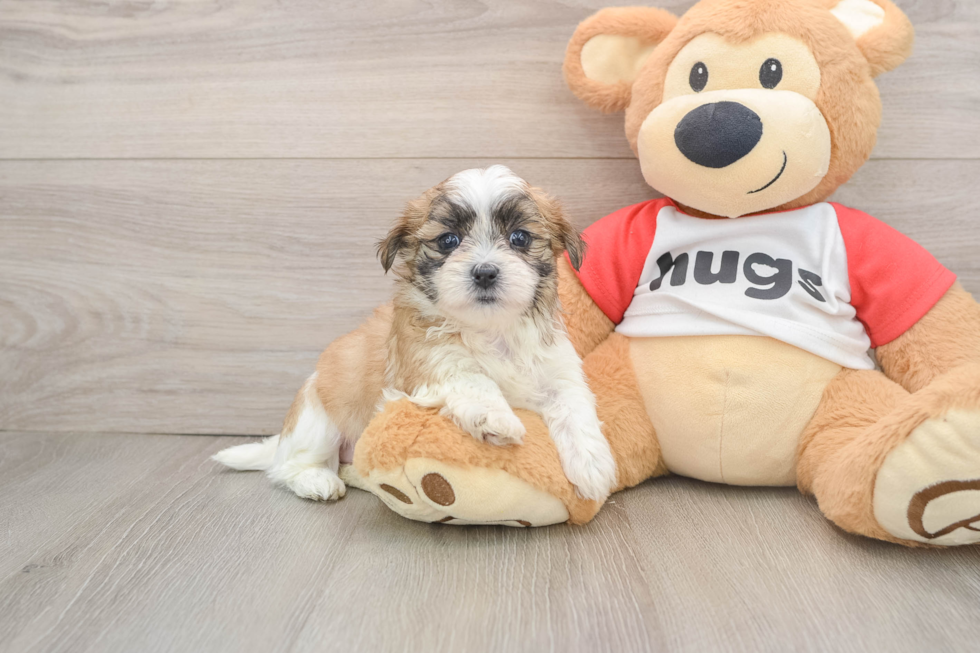 Teddy Bear Puppy for Adoption