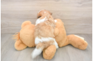 Teddy Bear Pup Being Cute