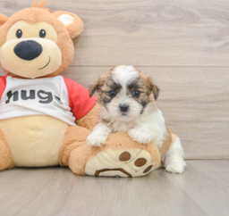 6 week old Teddy Bear Puppy For Sale - Lone Star Pups