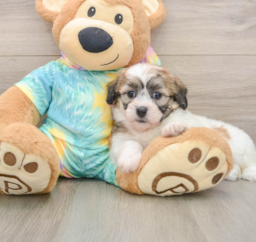 7 week old Teddy Bear Puppy For Sale - Lone Star Pups