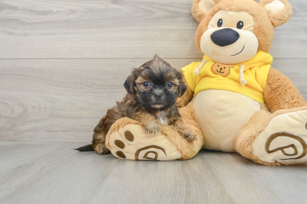 5 week old Teddy Bear Puppy For Sale - Lone Star Pups