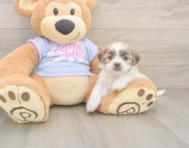 8 week old Teddy Bear Puppy For Sale - Lone Star Pups