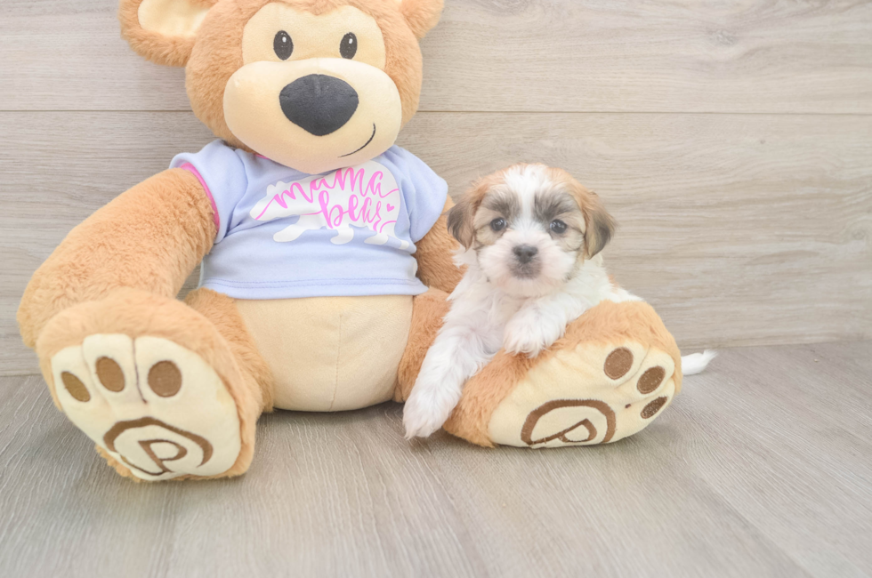 7 week old Teddy Bear Puppy For Sale - Lone Star Pups