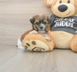 8 week old Teddy Bear Puppy For Sale - Lone Star Pups