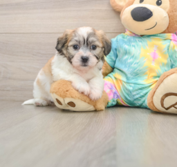 8 week old Teddy Bear Puppy For Sale - Lone Star Pups