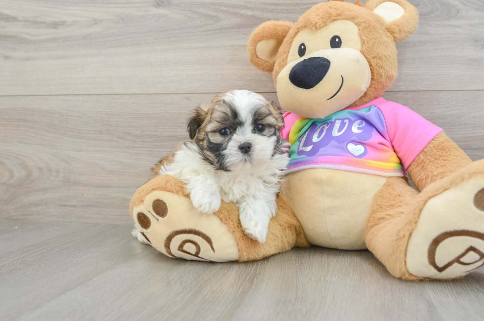 5 week old Teddy Bear Puppy For Sale - Lone Star Pups