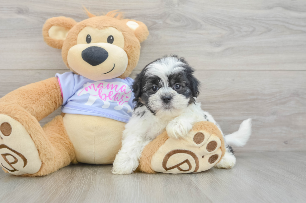 Best Teddy Bear Baby