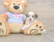 7 week old Teddy Bear Puppy For Sale - Lone Star Pups