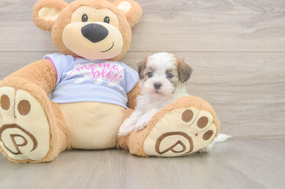 6 week old Teddy Bear Puppy For Sale - Lone Star Pups