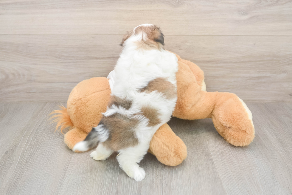 Friendly Teddy Bear Baby