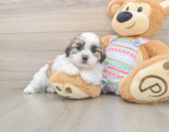 5 week old Teddy Bear Puppy For Sale - Lone Star Pups