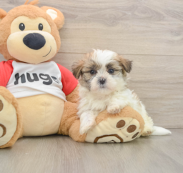 6 week old Teddy Bear Puppy For Sale - Lone Star Pups