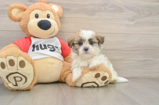 Teddy Bear Pup Being Cute