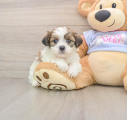 6 week old Teddy Bear Puppy For Sale - Lone Star Pups