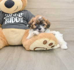 7 week old Teddy Bear Puppy For Sale - Lone Star Pups
