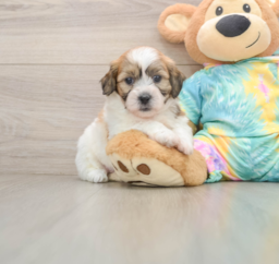 9 week old Teddy Bear Puppy For Sale - Lone Star Pups