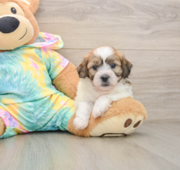7 week old Teddy Bear Puppy For Sale - Lone Star Pups
