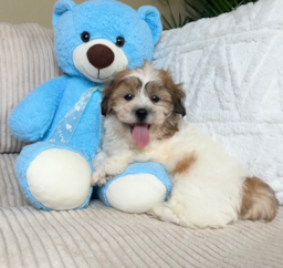 9 week old Teddy Bear Puppy For Sale - Lone Star Pups