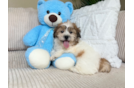 Cute Teddy Bear Designer Pup