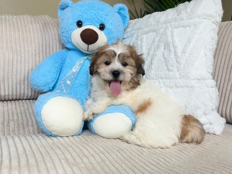 Cute Teddy Bear Designer Pup