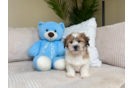 Cute Shit Designer Puppy