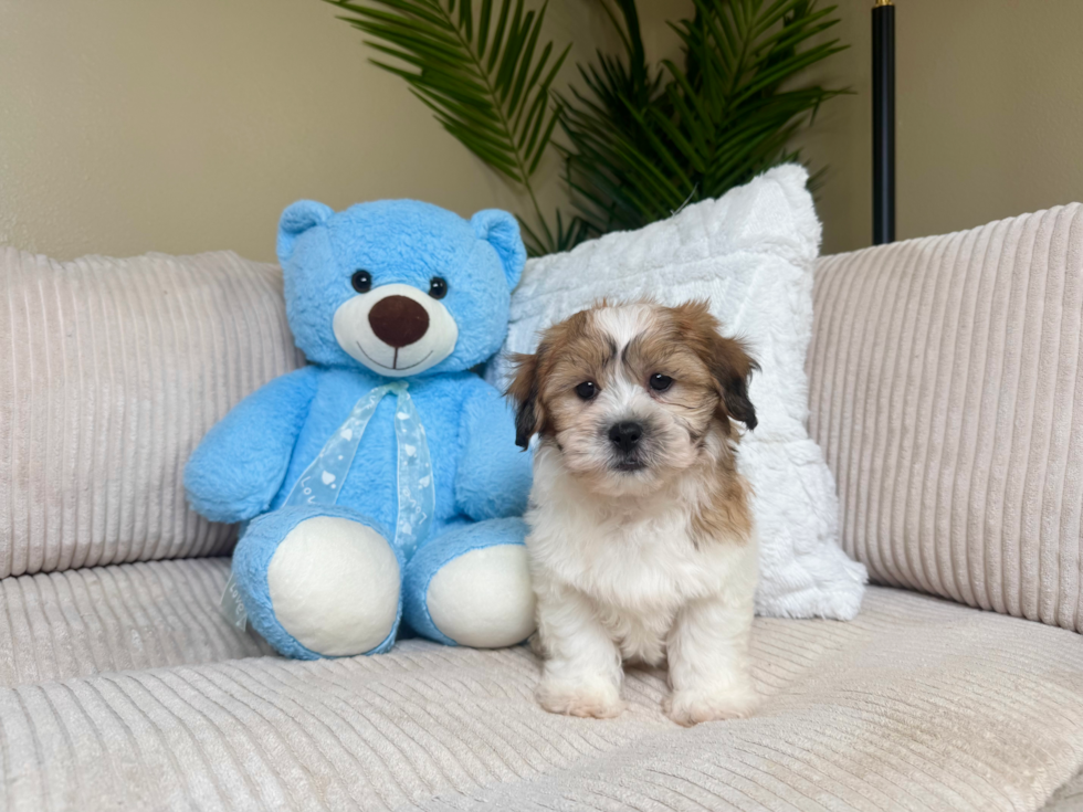 Cute Shit Designer Puppy