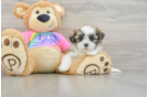Small Teddy Bear Baby